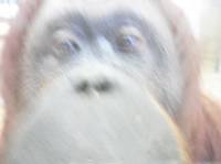 Орангутаниха из венского зоопарка завела страничку на Facebook и выкладывает фотографии