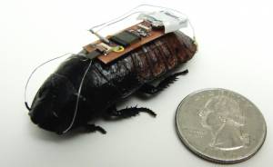 Ученые создали таракана на дистанционном управлении