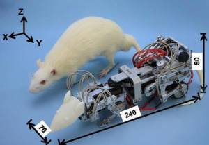 Роботизированная мышь пугает настоящих